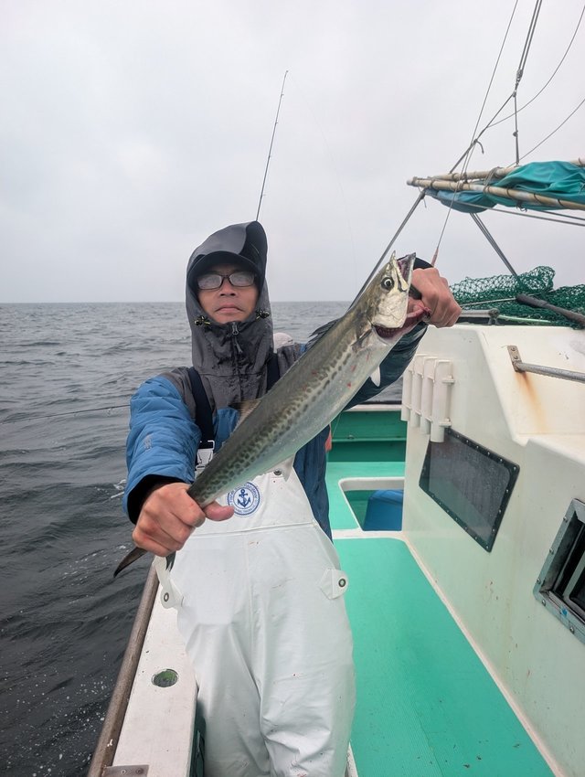 サゴシ(サワラ)