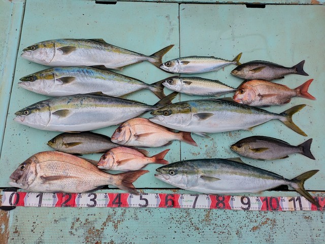 タイ(マダイ)・メジロ(ブリ)・イサギ(イサキ)・マサバ