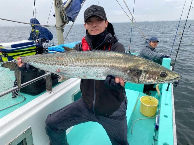 サゴシ(サワラ)