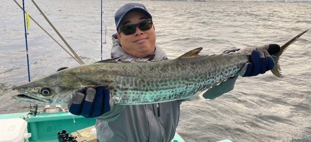 サゴシ(サワラ)