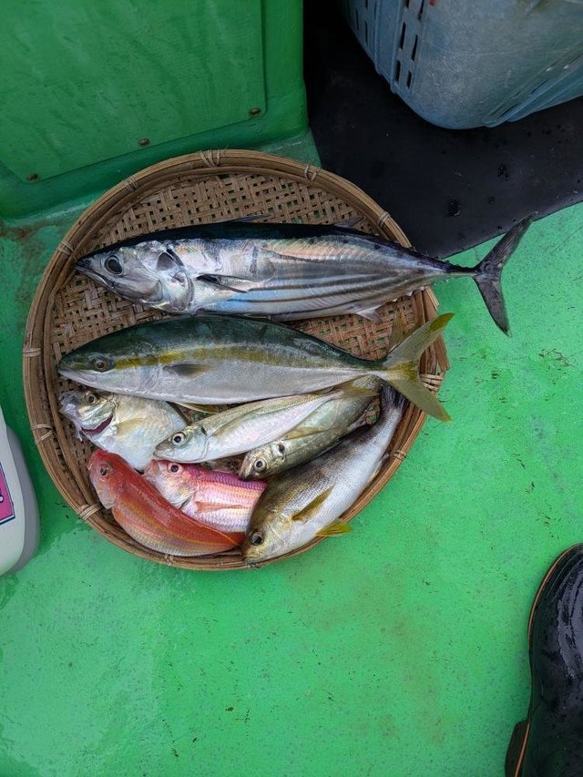 アジ(マアジ)・イナダ(ブリ)