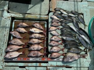 マダイ・マアジ・シオ(カンパチ)・マサバ