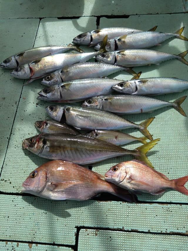 タイ(マダイ)・アジ(マアジ)・サバ(マサバ)