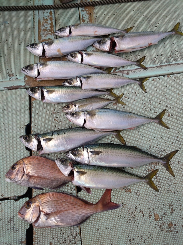 タイ(マダイ)・アジ(マアジ)・サバ(マサバ)