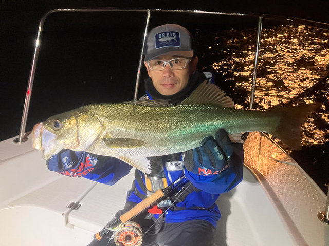 シーバス(スズキ)