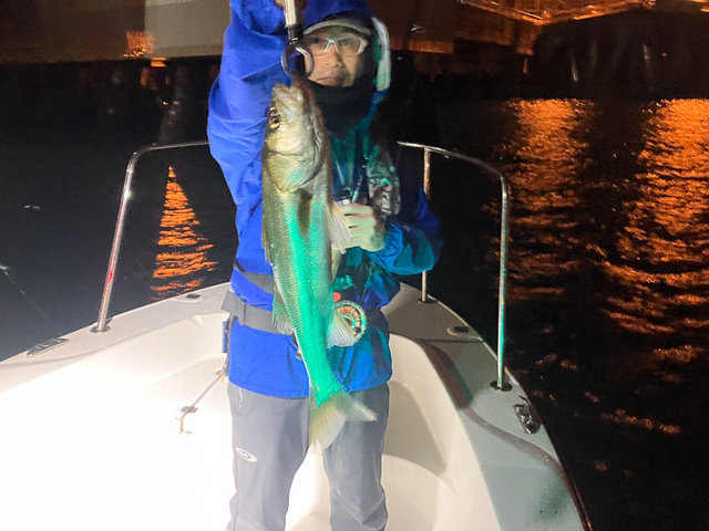 シーバス(スズキ)