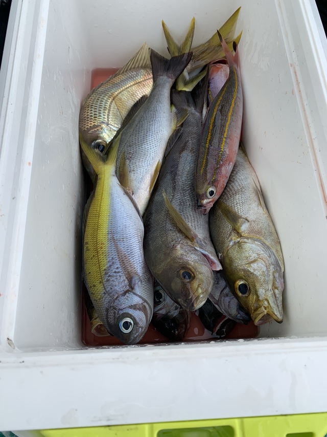 ウメイロ・イサギ(イサキ)