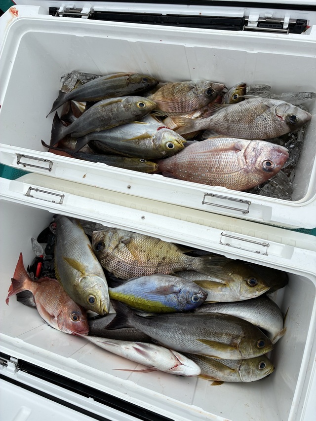 マダイ・メイチダイ