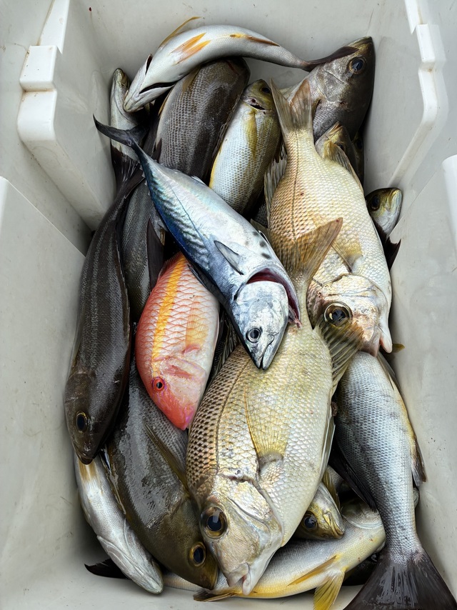 メイチダイ・ヤイトガツオ(スマ)