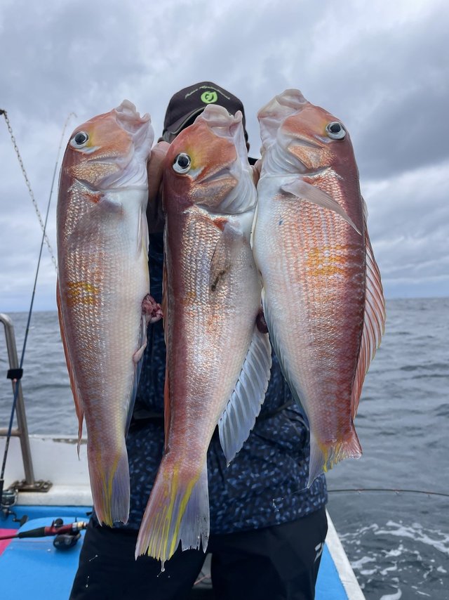 アマダイ(アカアマダイ)