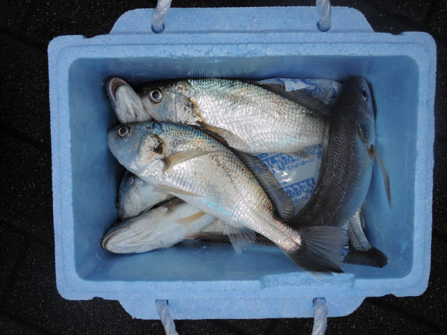 イシモチ(シログチ)