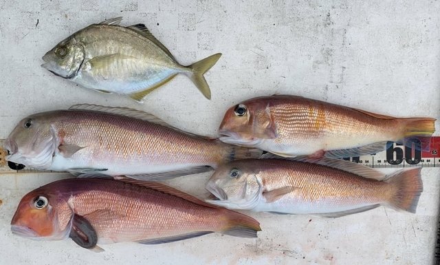 アマダイ(アカアマダイ)