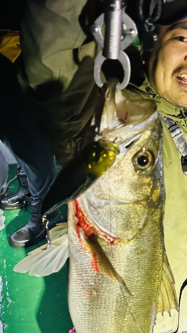 シーバス(スズキ)