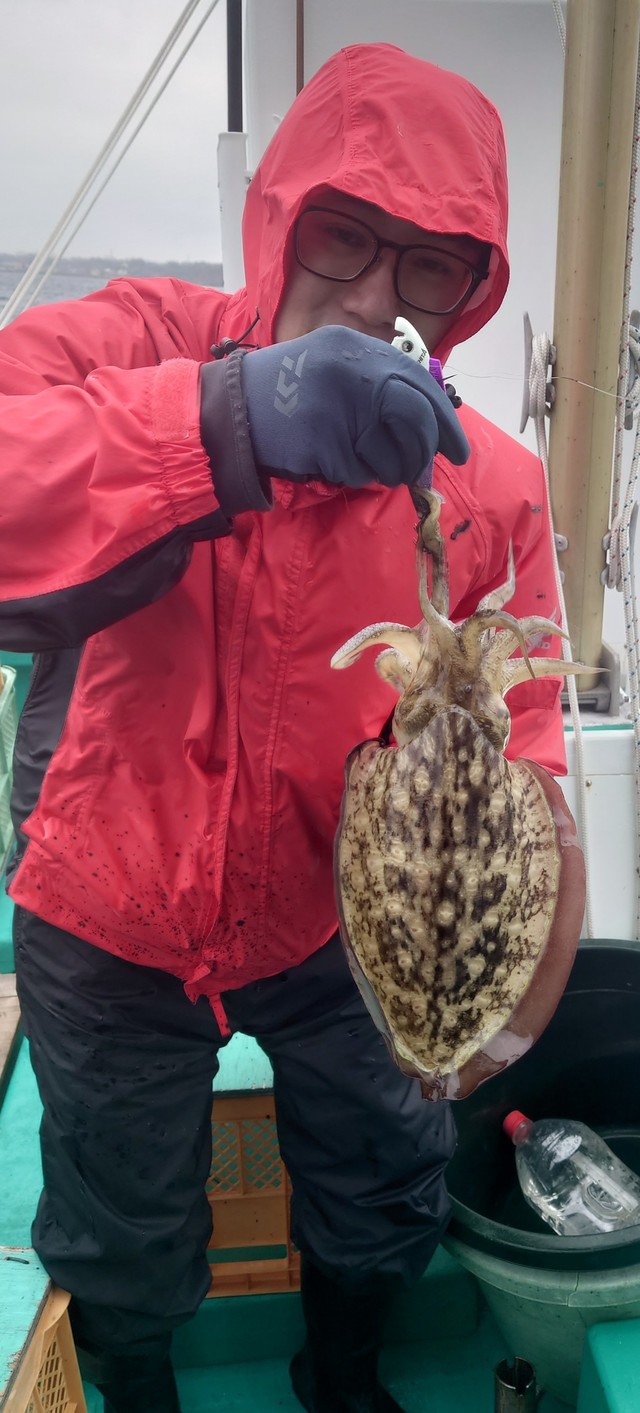 モンゴウイカ(カミナリイカ)