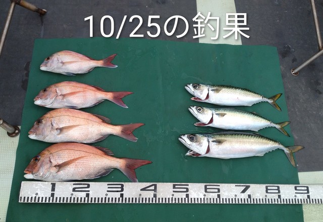 マダイ・マサバ