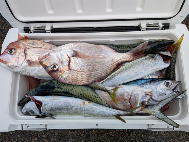 ハナダイ(チダイ)