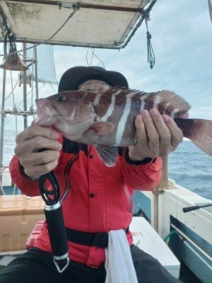 アオナ(アオハタ)