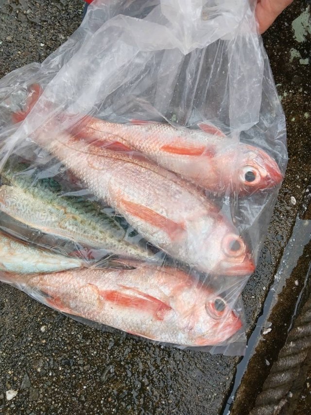 アカムツ・サバ(ゴマサバ)