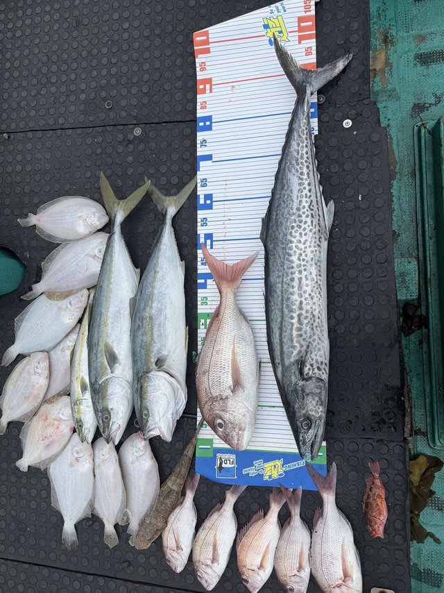 タイ(マダイ)・サワラ