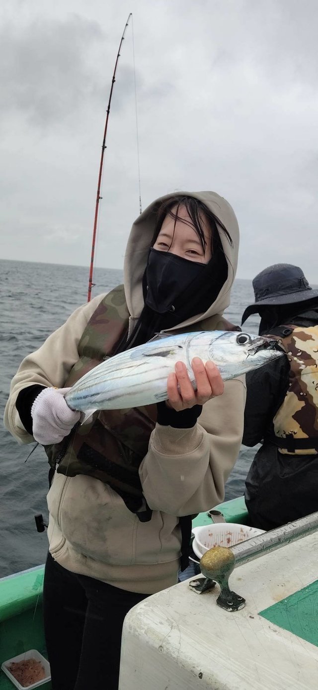 ホンカツオ(カツオ)