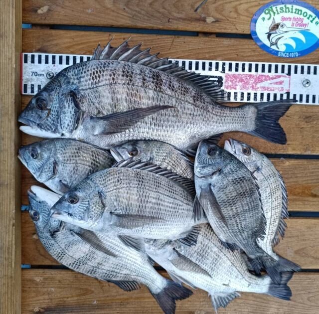 チヌ(クロダイ)