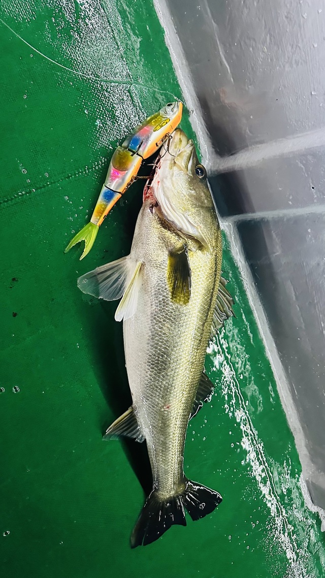 シーバス(スズキ)