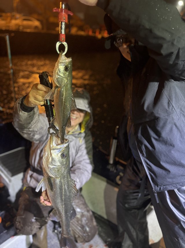 シーバス(スズキ)