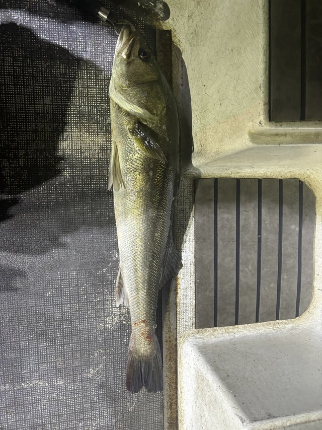 シーバス(スズキ)