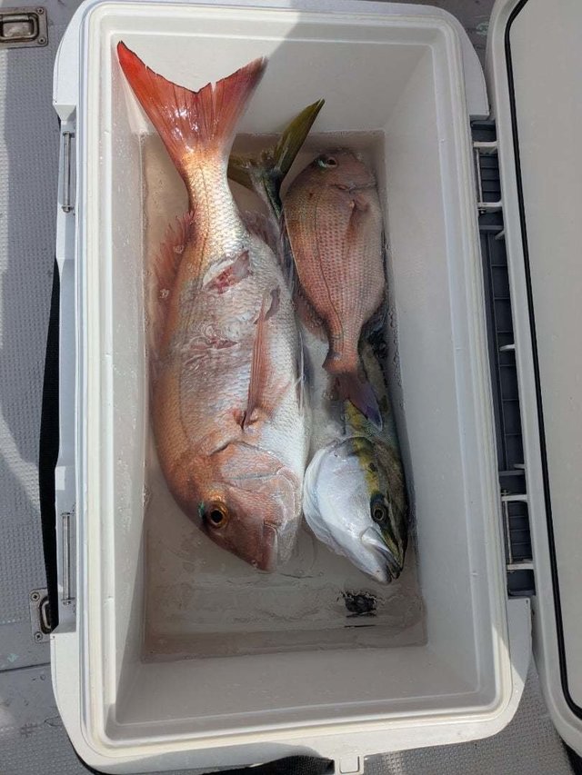 マダイ・ワラサ(ブリ)