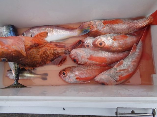 アカムツ・カンコ(ウッカリカサゴ)