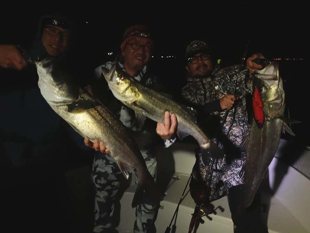 シーバス(スズキ)