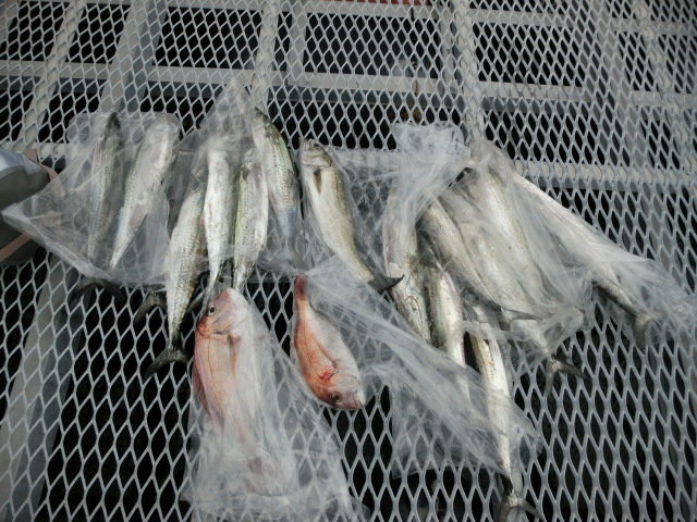 マダイ・サゴシ(サワラ)