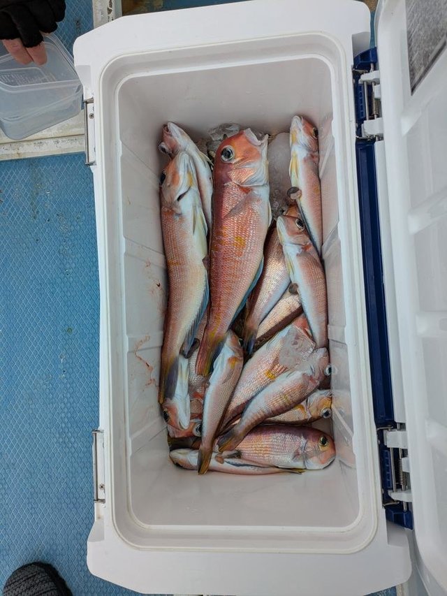 アマダイ(アカアマダイ)