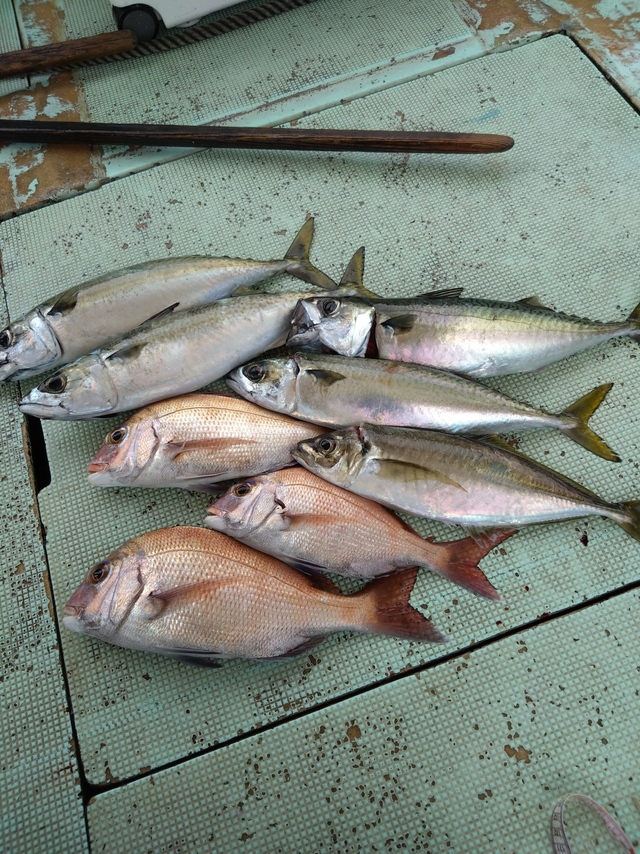 タイ(マダイ)・アジ(マアジ)・サバ(マサバ)