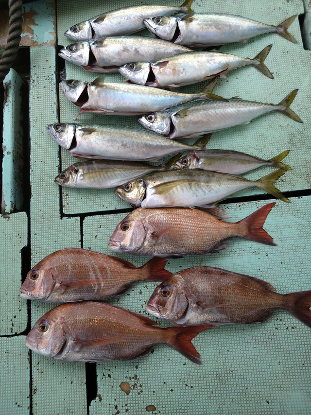 タイ(マダイ)・アジ(マアジ)・サバ(マサバ)