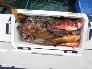 キジハタ・カサゴ