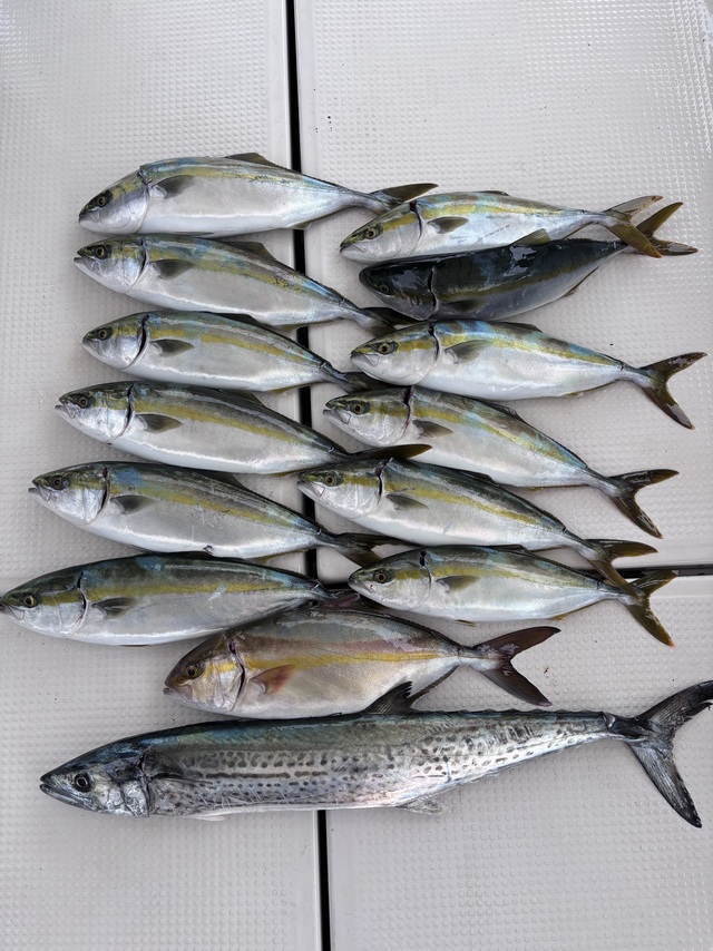 ハマチ(ブリ)・シオ(カンパチ)・サワラ