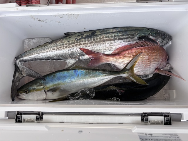 マダイ・ハマチ(ブリ)・サゴシ(サワラ)