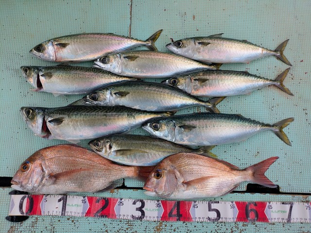 タイ(マダイ)・アジ(マアジ)・マサバ