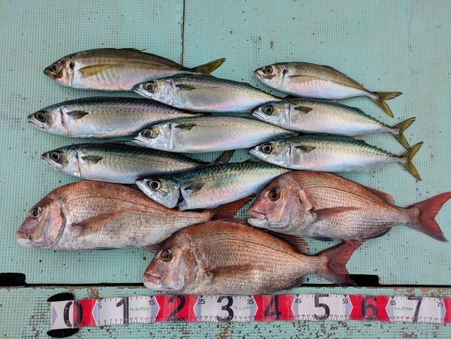 タイ(マダイ)・アジ(マアジ)・マサバ