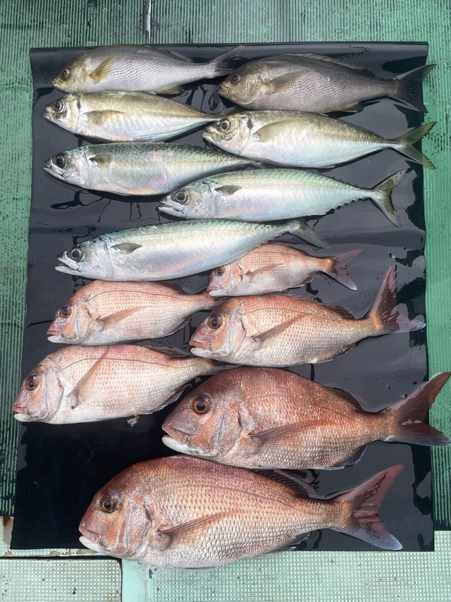 マダイ・マアジ・イサキ・マサバ