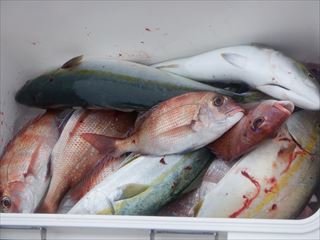 マダイ・イナダ(ブリ)