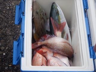 マダイ・イナダ(ブリ)