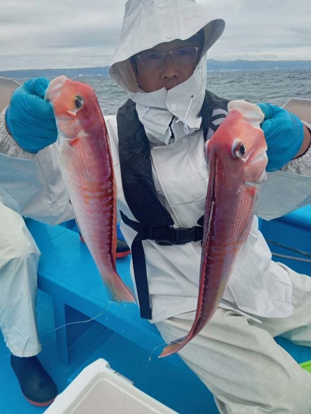 アマダイ(アカアマダイ)