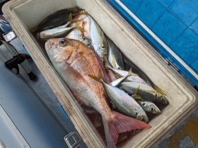 マダイ・アジ(マアジ)