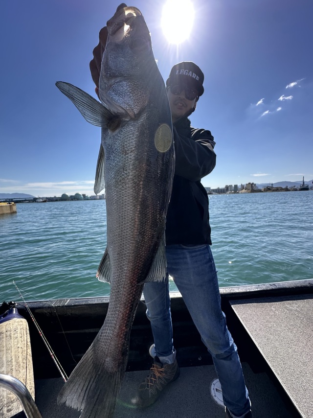 シーバス(スズキ)