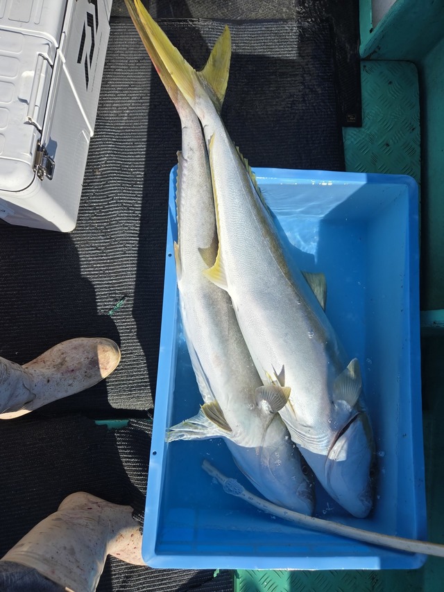 ヒラス(ヒラマサ)