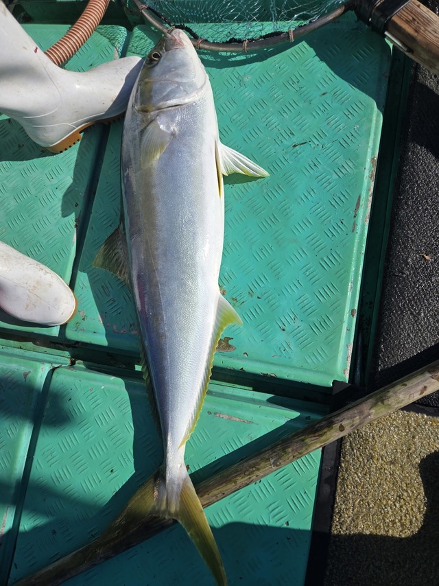 ヒラス(ヒラマサ)