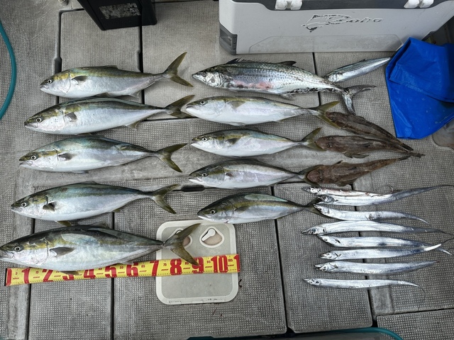 ブリ・メジロ(ブリ)・サワラ・サゴシ(サワラ)・タチウオ・ワニゴチ