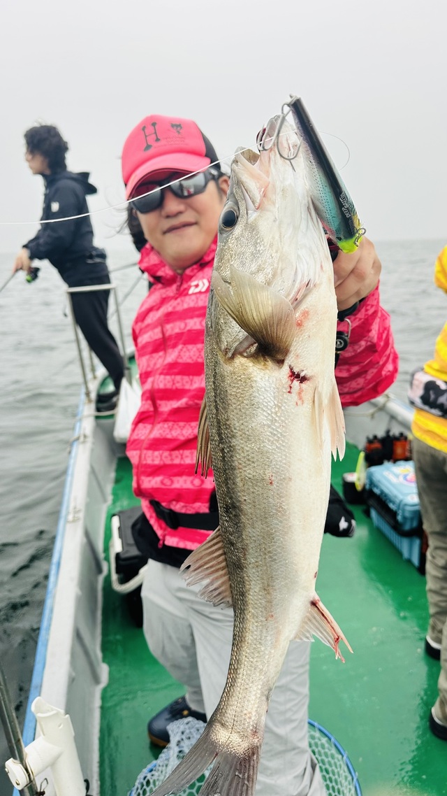 シーバス(スズキ)